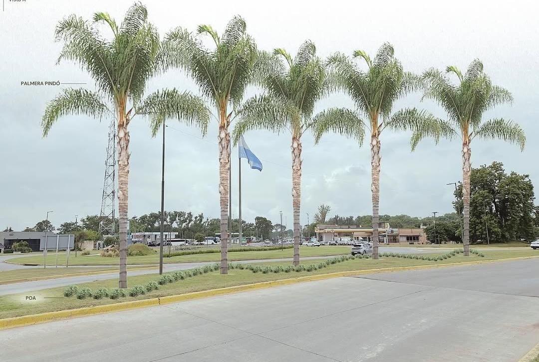 colocacion de palmeras